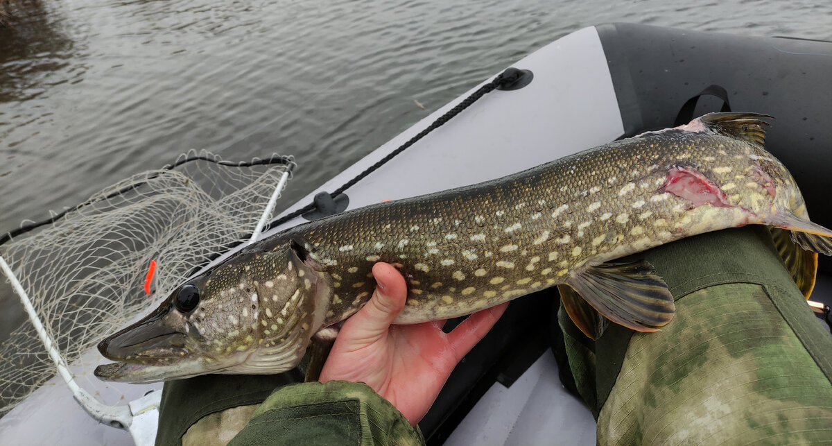 И ведь эту немаленькую щуку (около 2 кг) кто-то пытался съесть!