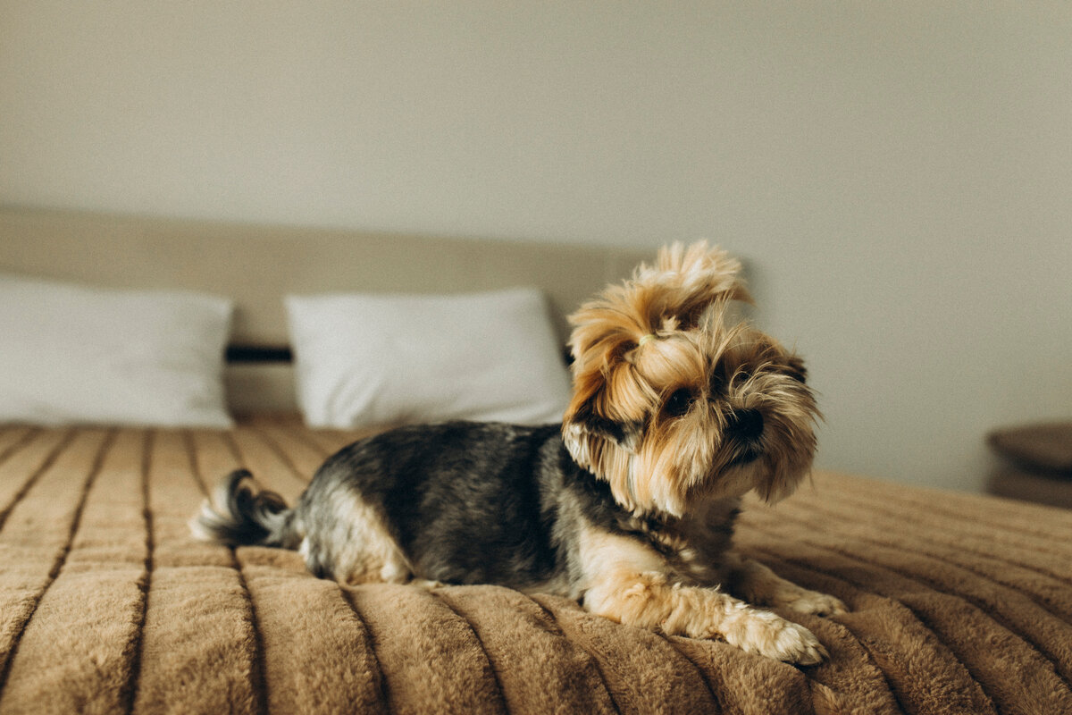 Гостевой дом Villa Viera у нас можно проживать с животными, Крым, Грузуф