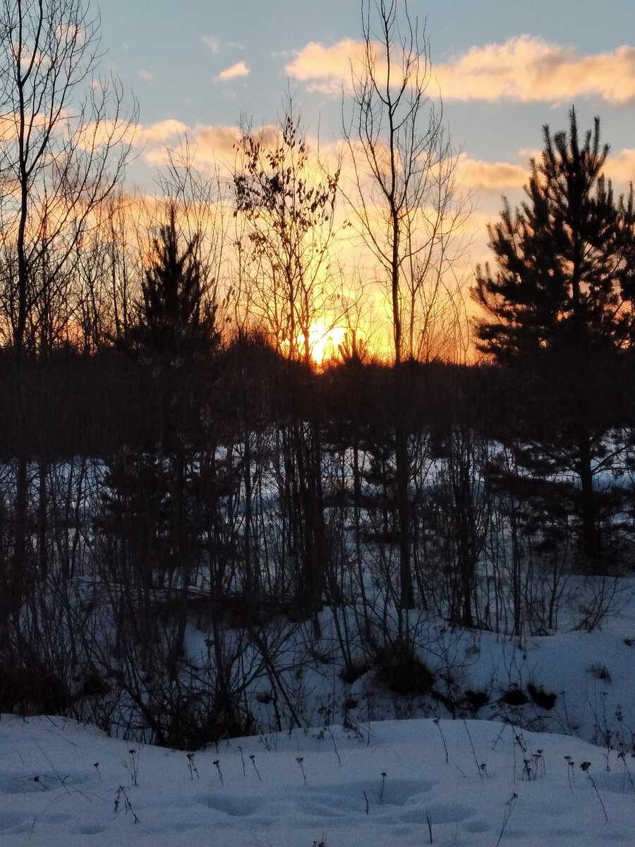 Освещена последняя сосна. Под нею темный кряж пушится.сейчас погаснет и она. День конченый- не повторится. ( инет)