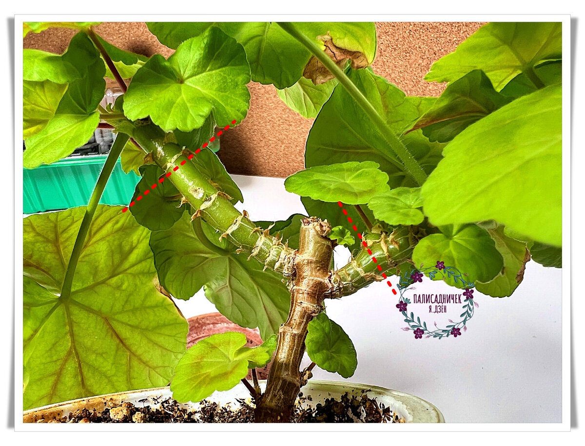 В местах, где планирую срезать черенки, провела штрихпунктирные линии.