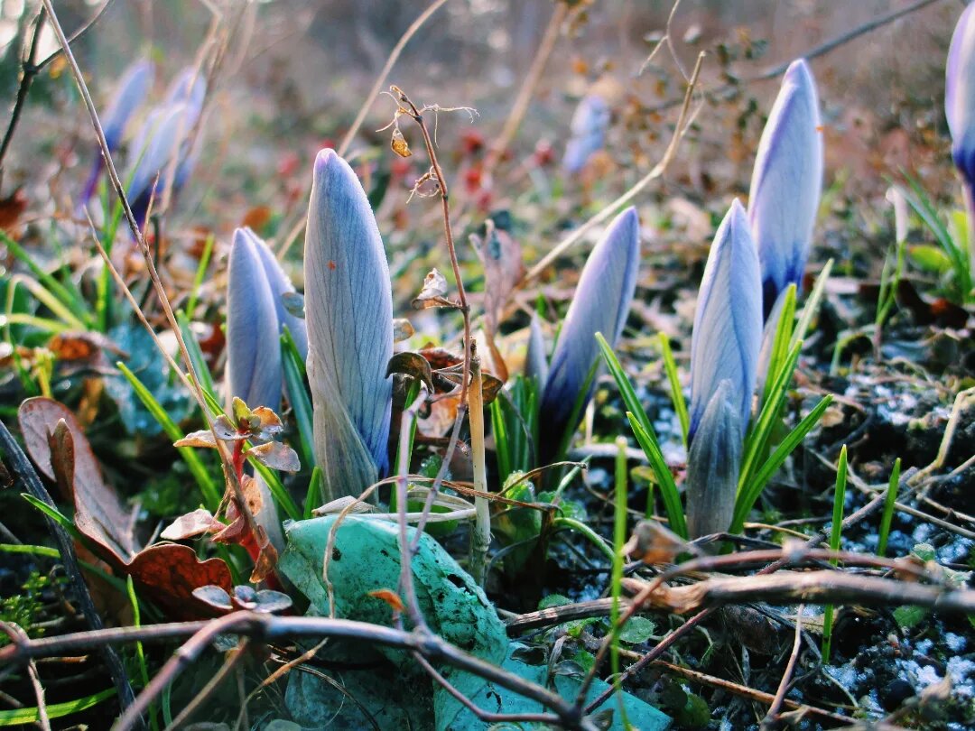 Первые крокусы 2022 года