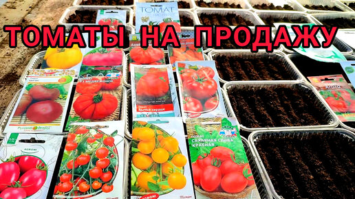 Томаты на продажу