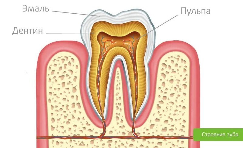 Эмаль – это твердая минерализованная ткань, покрывающая коронковую часть зуба.-2