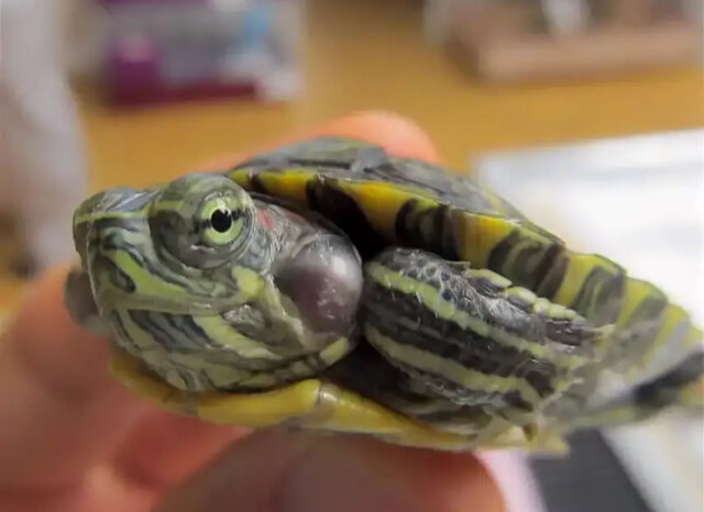 двухголовая красноухая черепаха. черепаха сухопутная двухголовая. отит у красноухой черепашки. отит у красноухой черепахи. уши у красноухой черепахи.