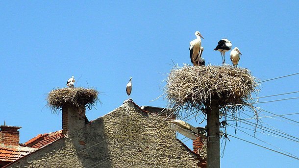 Болгарские аисты. Любимая птица, символ удачи и добра. Фото из открытых источников