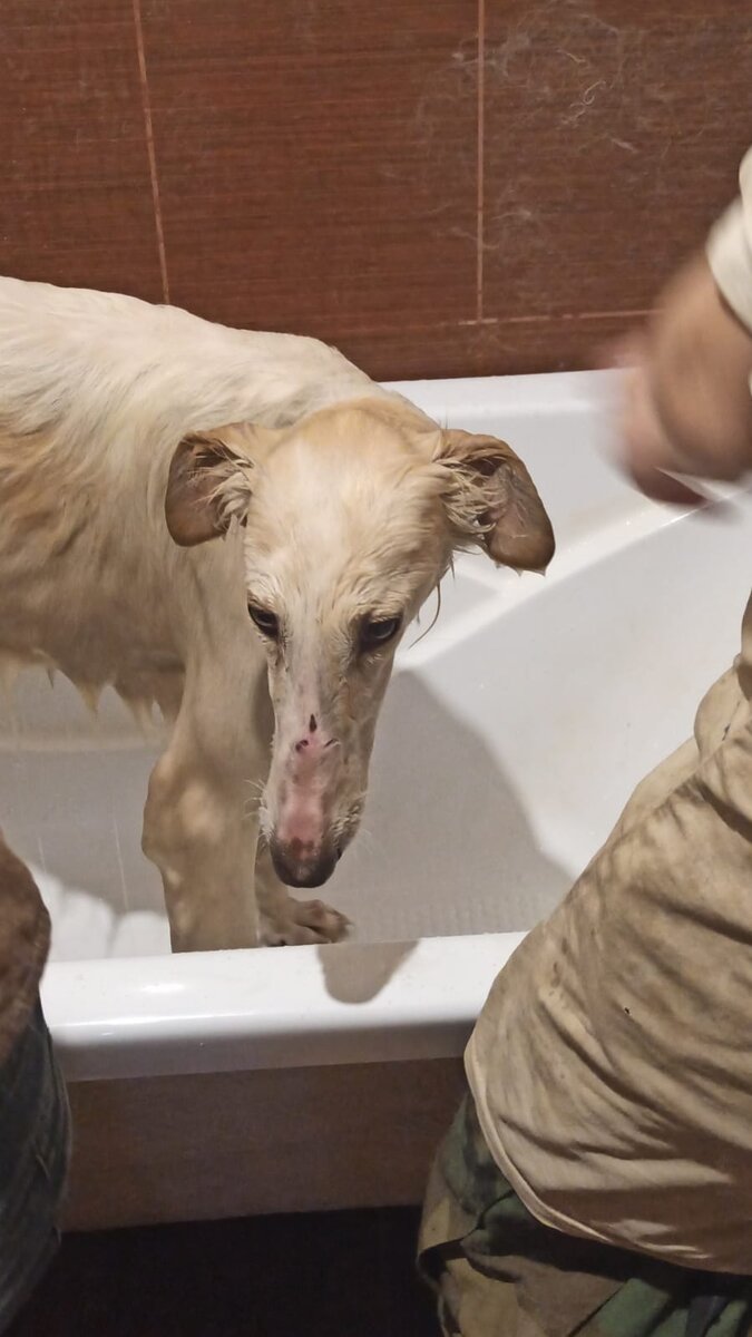 Жалобный Добби