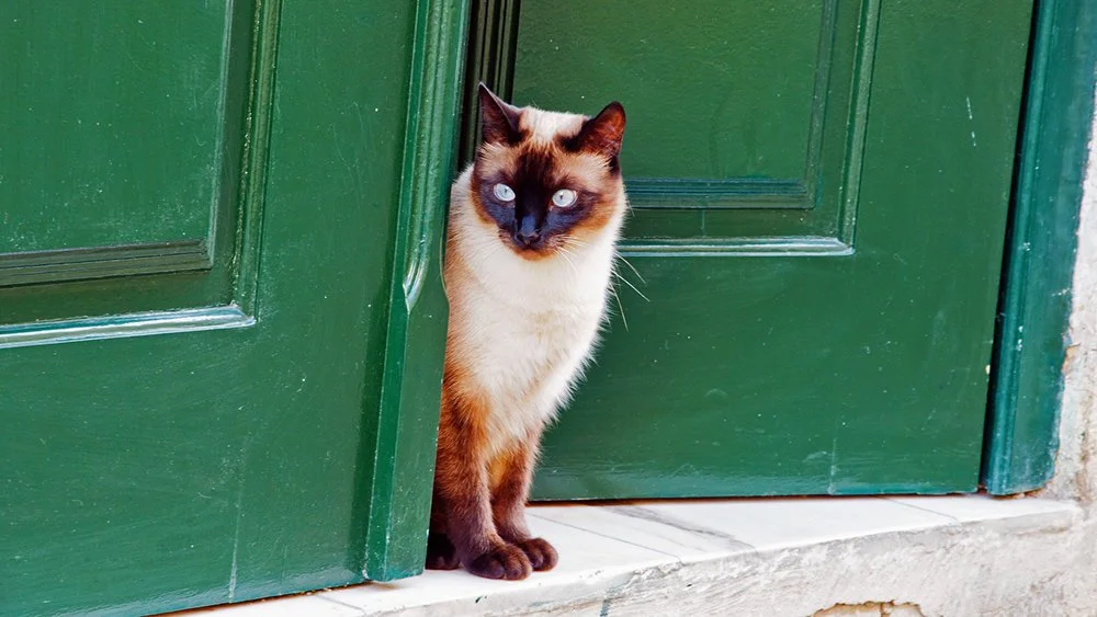 Песня выглянуло кошка. Кот за дверью. Дверь для кота. Кот из за двери. Кот дверь выглядывать.