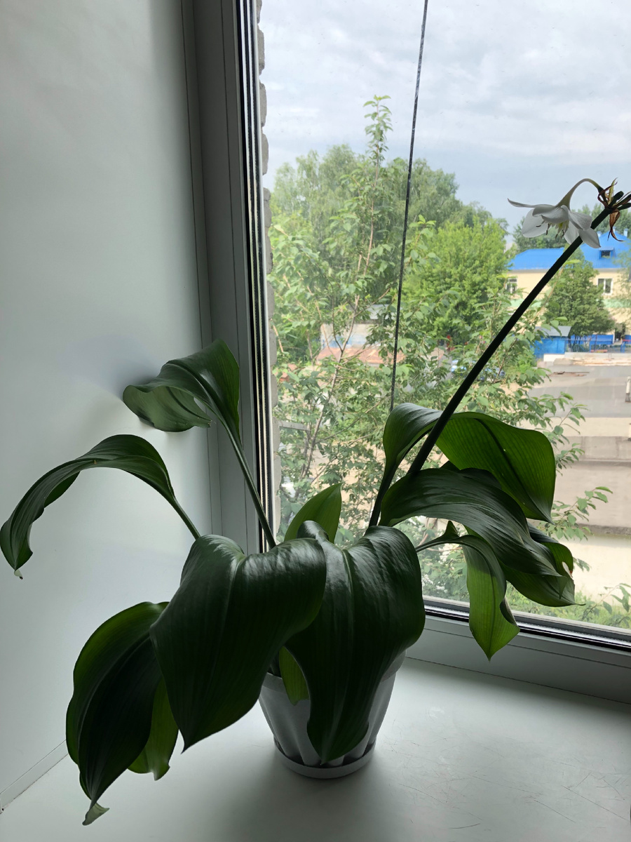 Так из двух луковиц за год выросло такое растение