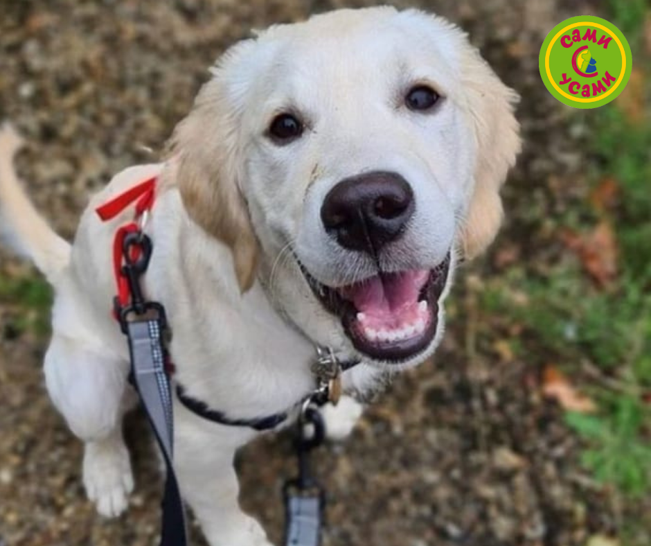 Поводок-перестежка для собак COA "HALTI Double Ended"