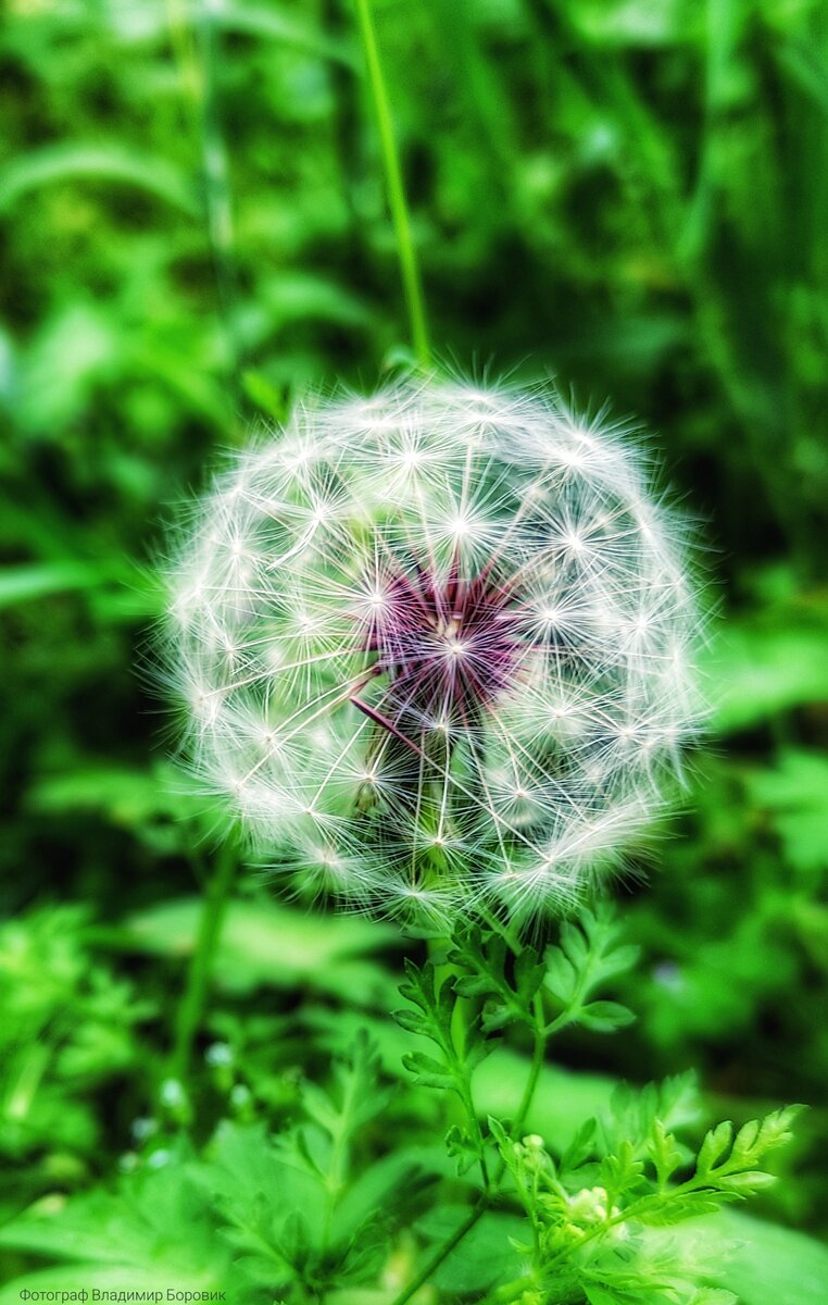 Иногда люди и не замечают какой он красивый#одуванчик #цветок #кРасиво #природа россии #россия #крым 