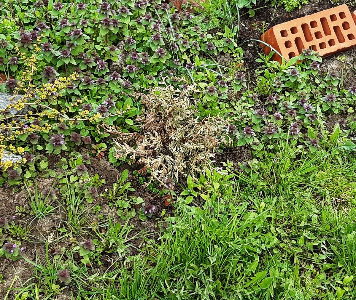 погибший можжевельник