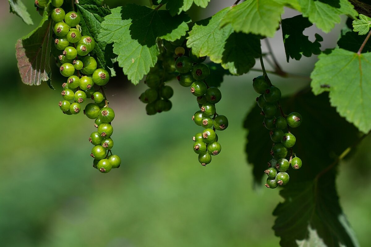 https://cdn.pixabay.com/photo/2018/06/14/14/53/currants-3474978_1280.jpg