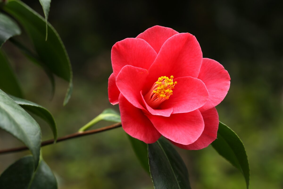 Камелия Японика цветок