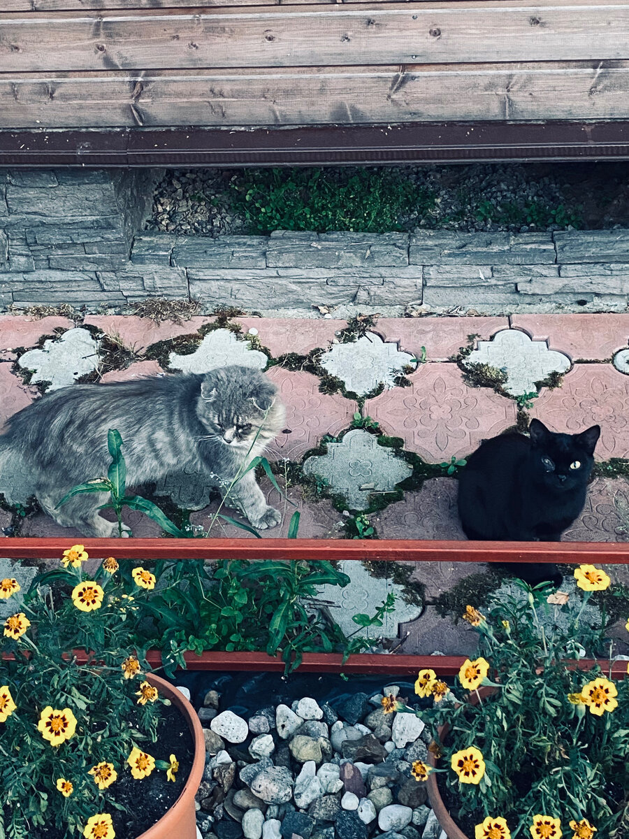 Филя и Лупик.