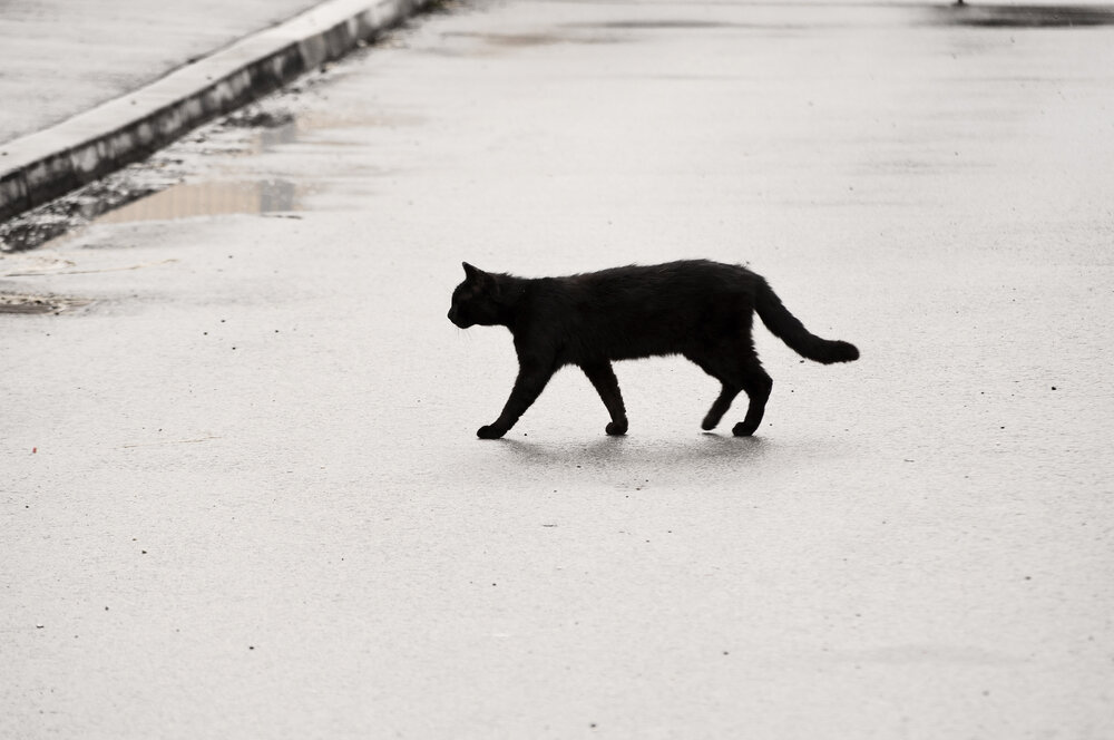 Приметы. Чёрная кошка перебежала дорогу. Чего ждать? | Мистический вестник  | Дзен