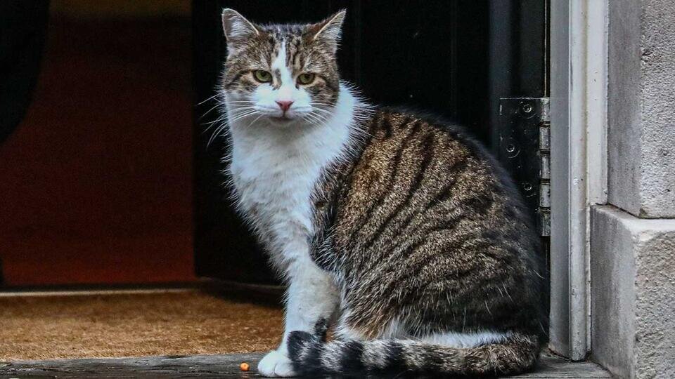 Файл:Larry Chief Mouser (cropped).jpg - Википедия