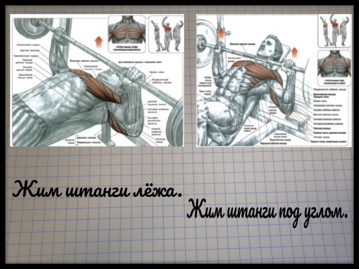 Схемы  взяты из книги Ф. Дэлавье "Анатомия силовых упражнений".