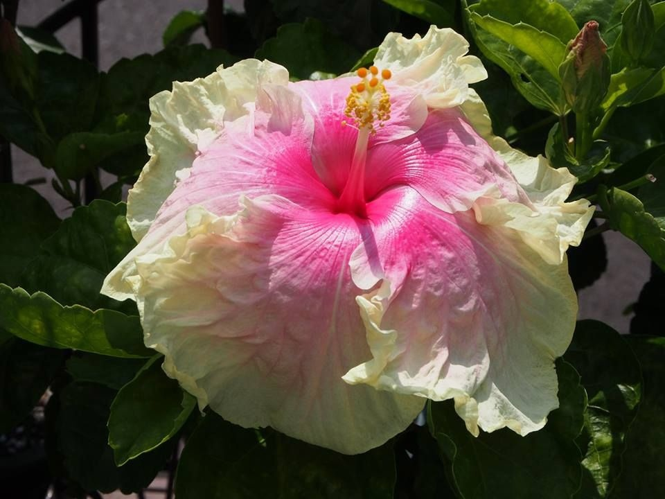 "Китайская роза"