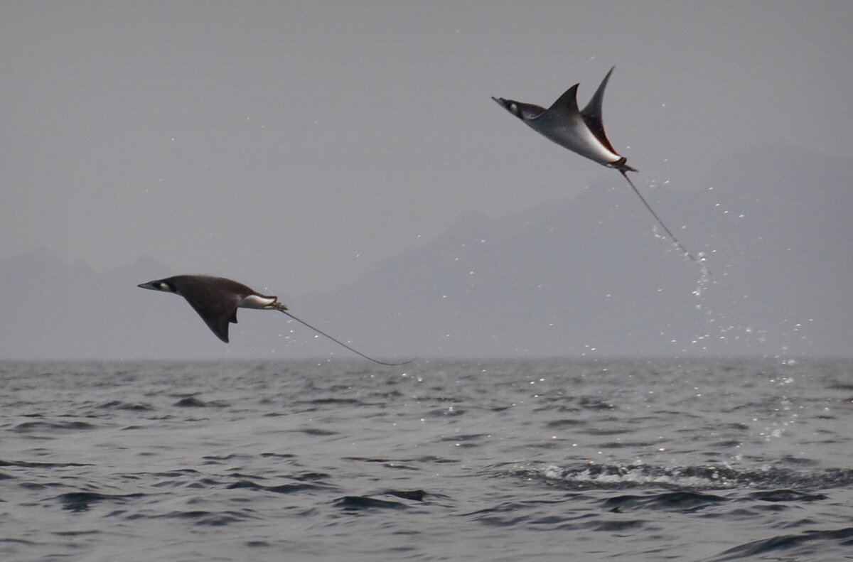 Скаты могут выпрыгивать из воды, но лететь - нет.
Источник фото: https://cdn1.mantawatch.com/site/wp-content/uploads/2012/05/DSC_2388.jpg