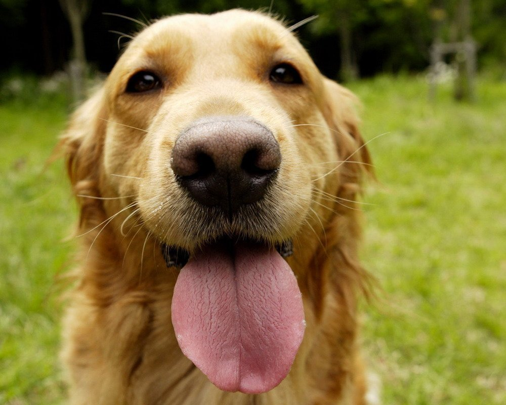 Звери дурачок. Веселая собака. Собака с языком. Собака с высунутым языком. Собака с вытянутым языком.