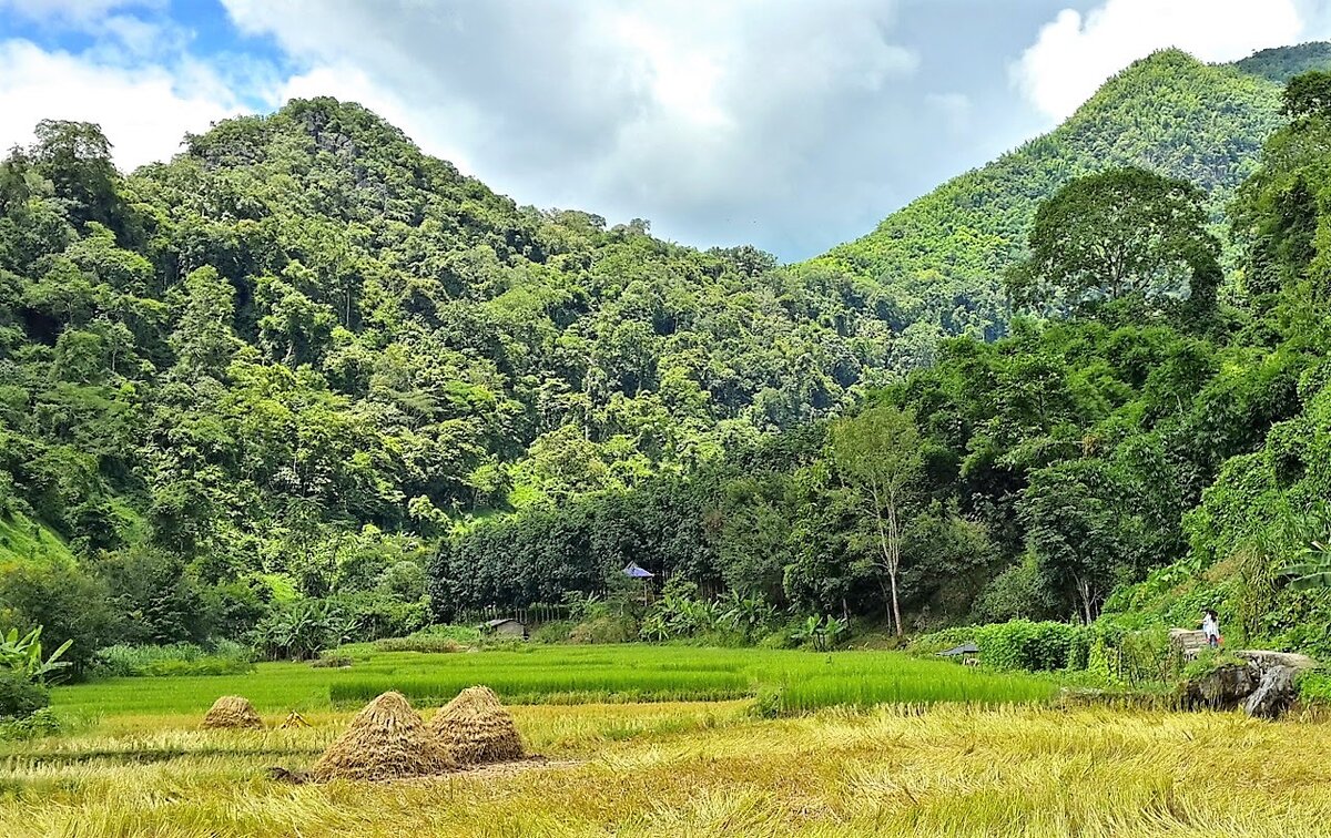 С сайта xishuangbanna-primeval-forest-park.jpg (1280×806)