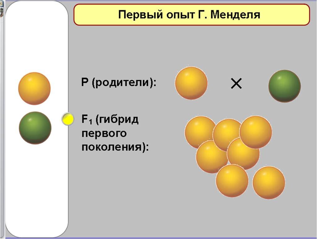 Законы наследственности Г. Менделя