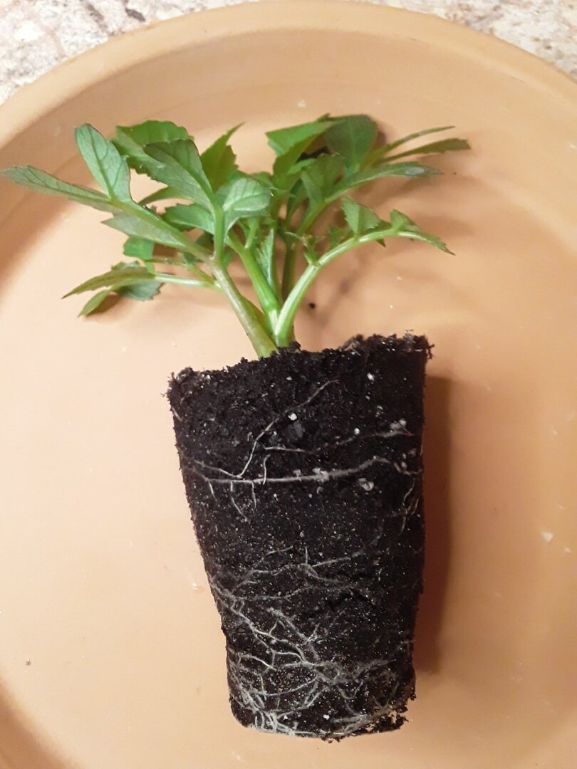 Этот черенок был срезан в конце января