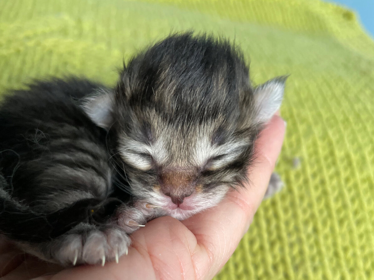 Малышок питомник LEOLAND