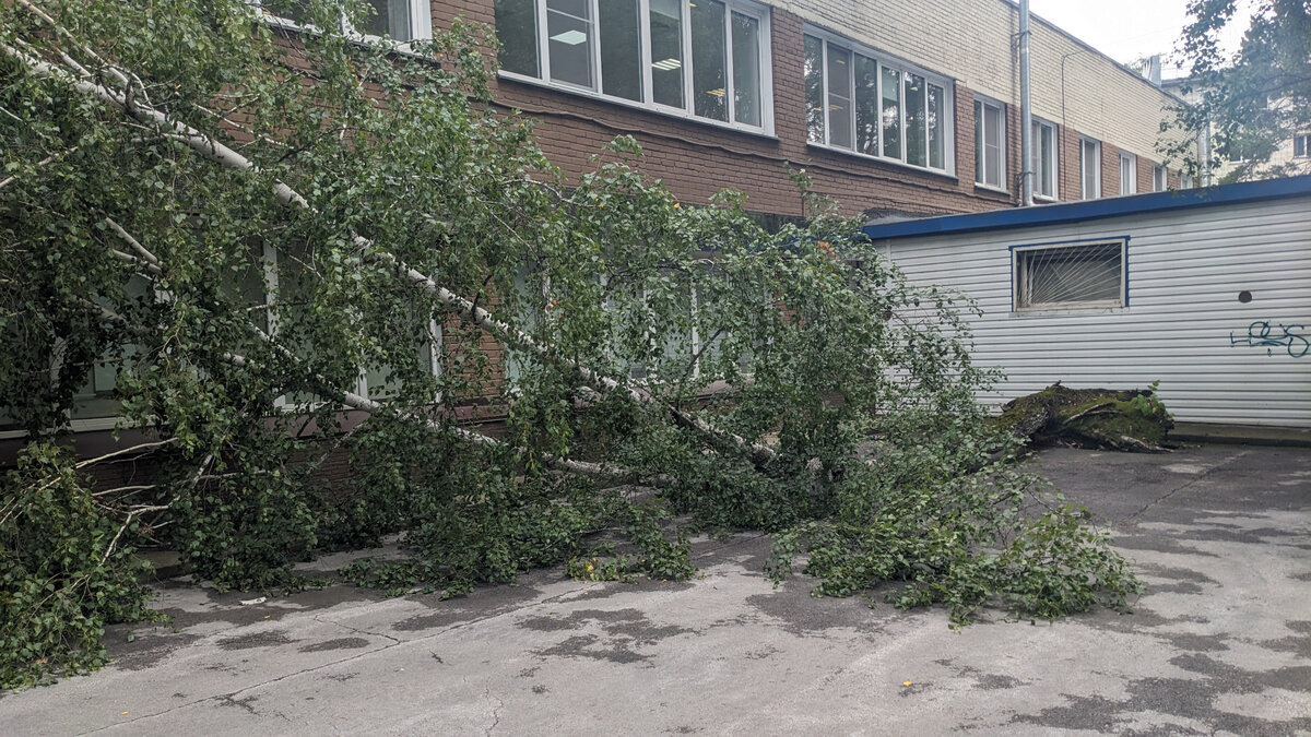 Свалилась берёза (фото автора)