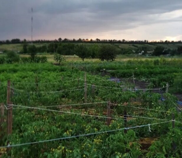 Фото летнее, сегодня не охота идти фотографировать.