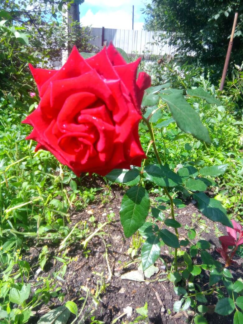 Красные розы.