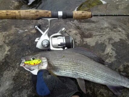 Фото с сайта: https://avatars.mds.yandex.net