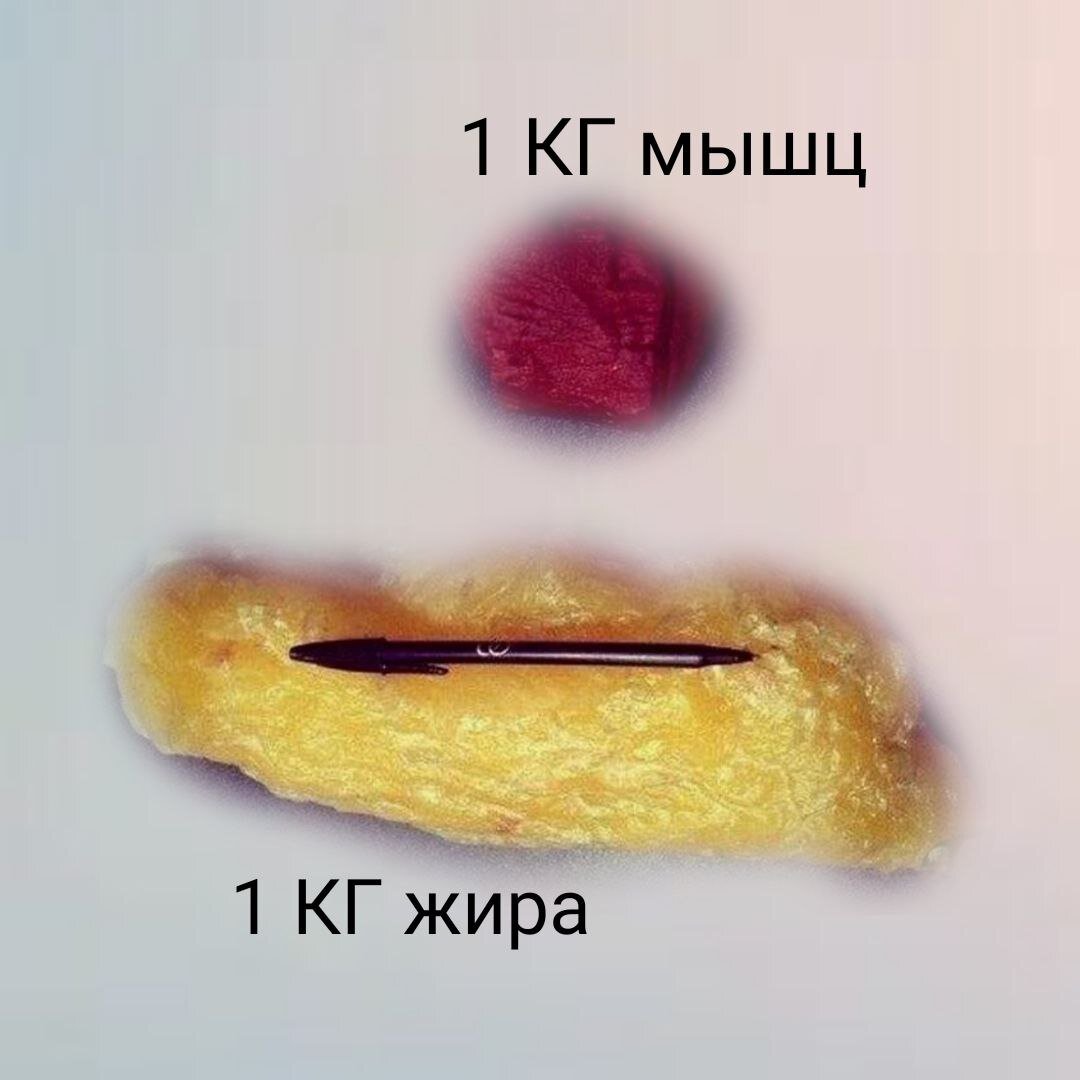 Объёмы нам даёт жир, хотя весит не так много как мышцы