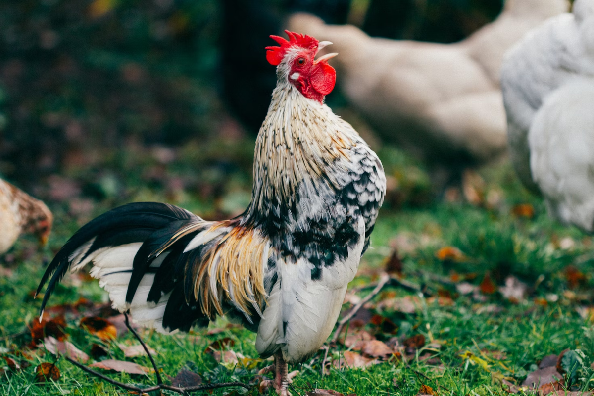 Rooster crowing