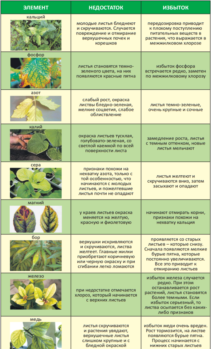 Таблица листья комнатных растений. Таблица нехватки микроэлементов у растений томатов. дефицит микроэлементов у растений по листьям. таблица подкормки и удобрения комнатных растений. определение нехватки элементов питания по листьям томата.