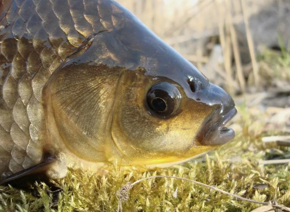 Ев карася. Карась мабуна. Карасик карась рыба. Карась (Carassius Carassius). Carassius auratus серебряный карась.