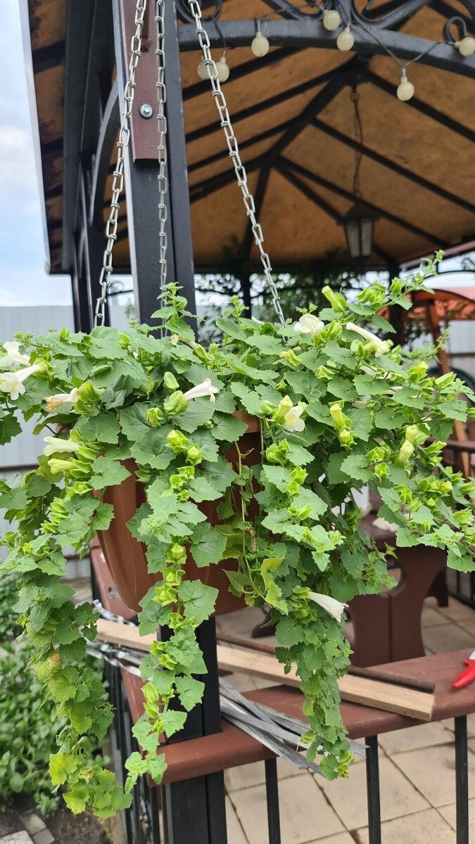 Жаль не сделала фото, где он весь покрыт цветами и похож на белое мягкое облако