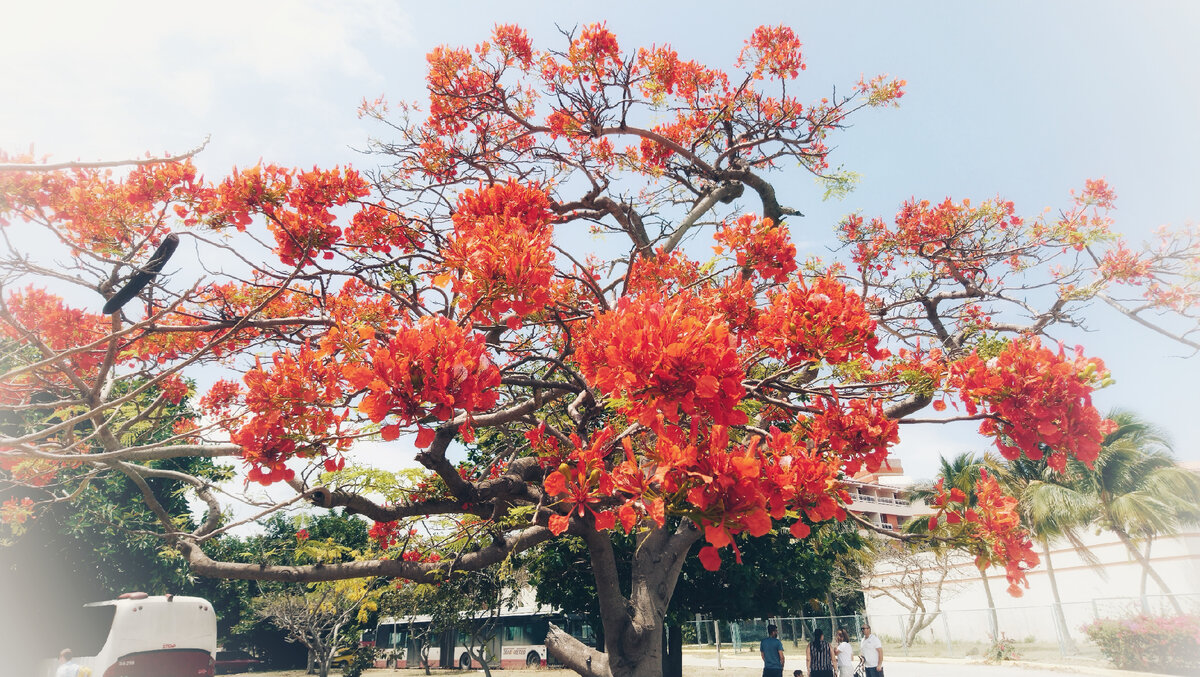 Даже фламбоян еле терпит, чтобы не скинуть последнее с себя. Фото автора