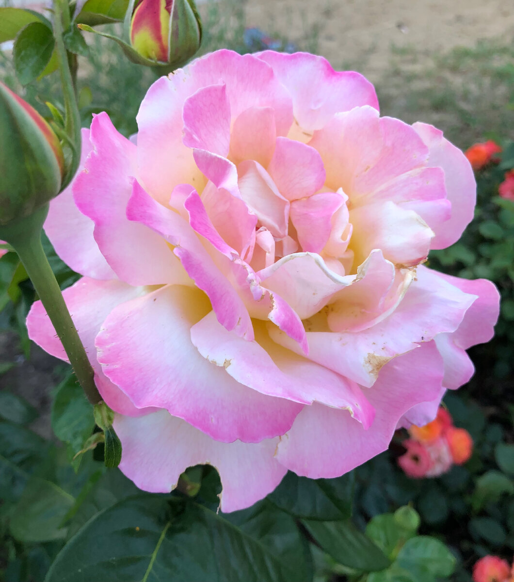 Gloria Dei, здесь обедал  июньский хрущик