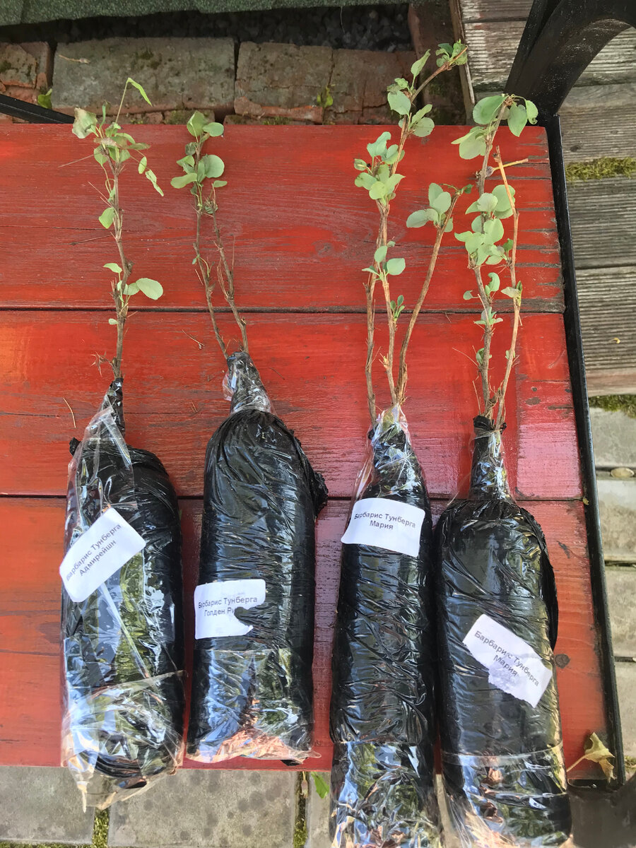 фото Надежды