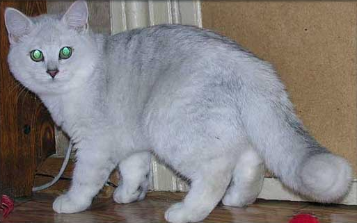 Мой самый первый "неликвид" - крупный и мощный котенок-гермафродит. Оторвали с руками