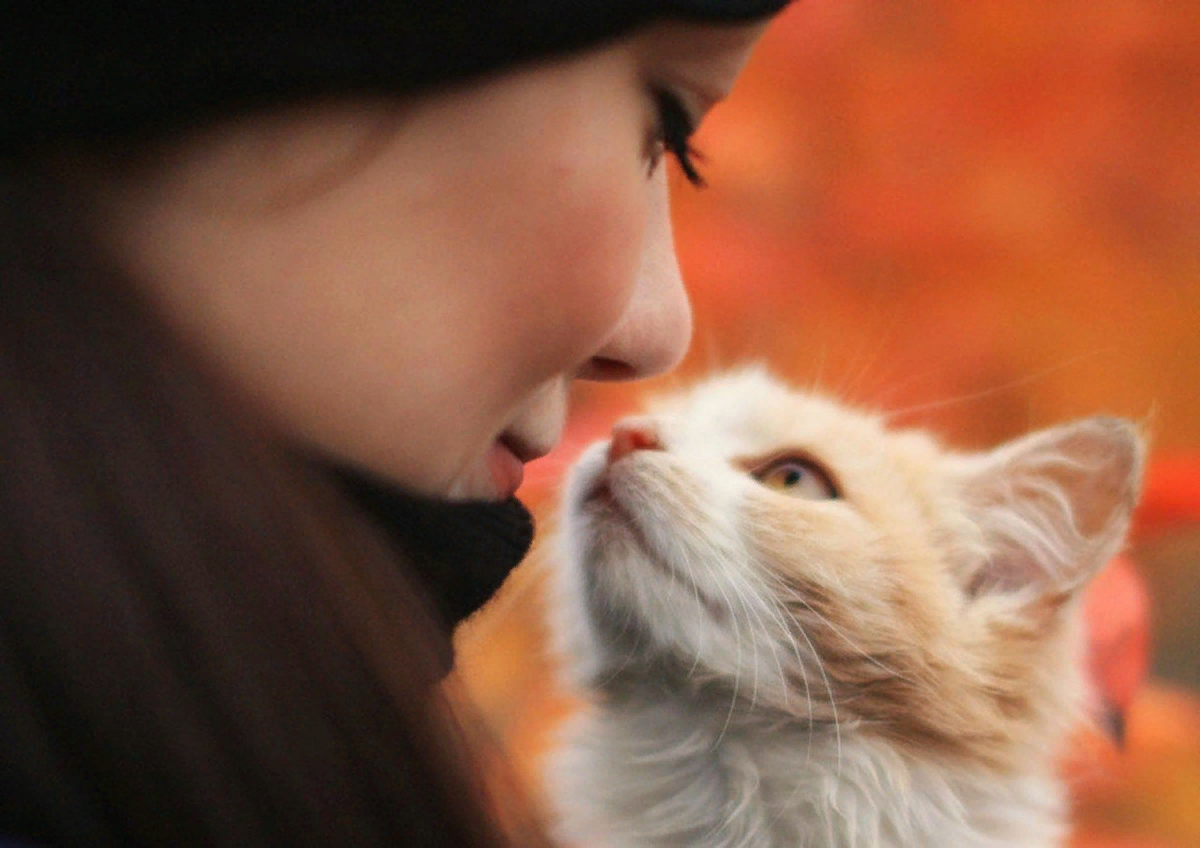 Песня у меня живет культурный кот нежное. Девушка с котом. Девушка с котенком. Девушка целует кошку. Красивая девушка с котиком.