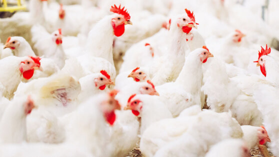    Китаец до смерти напугал тысячу кур и попал в тюрьму Татьяна Сидорова