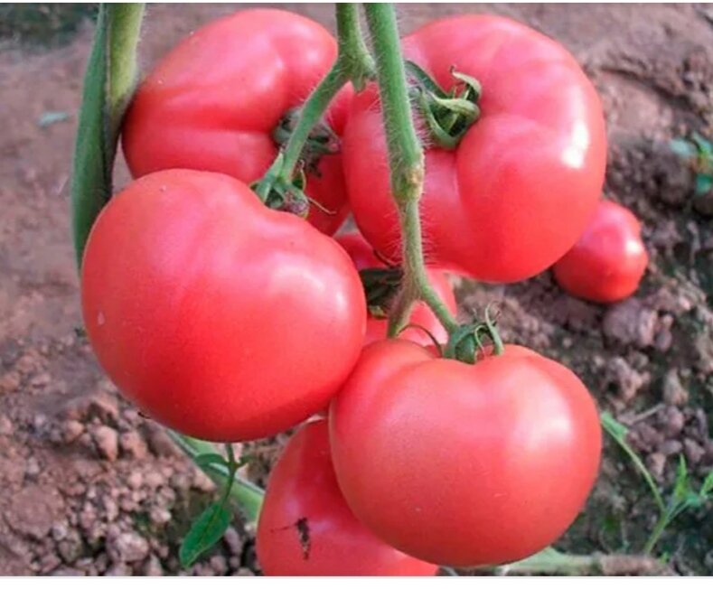 Томат розовый кит характеристика. Томат розовый кит. Томат розовый кит отзывы. Томат розовый кит характеристика. Томат розовый кит.
