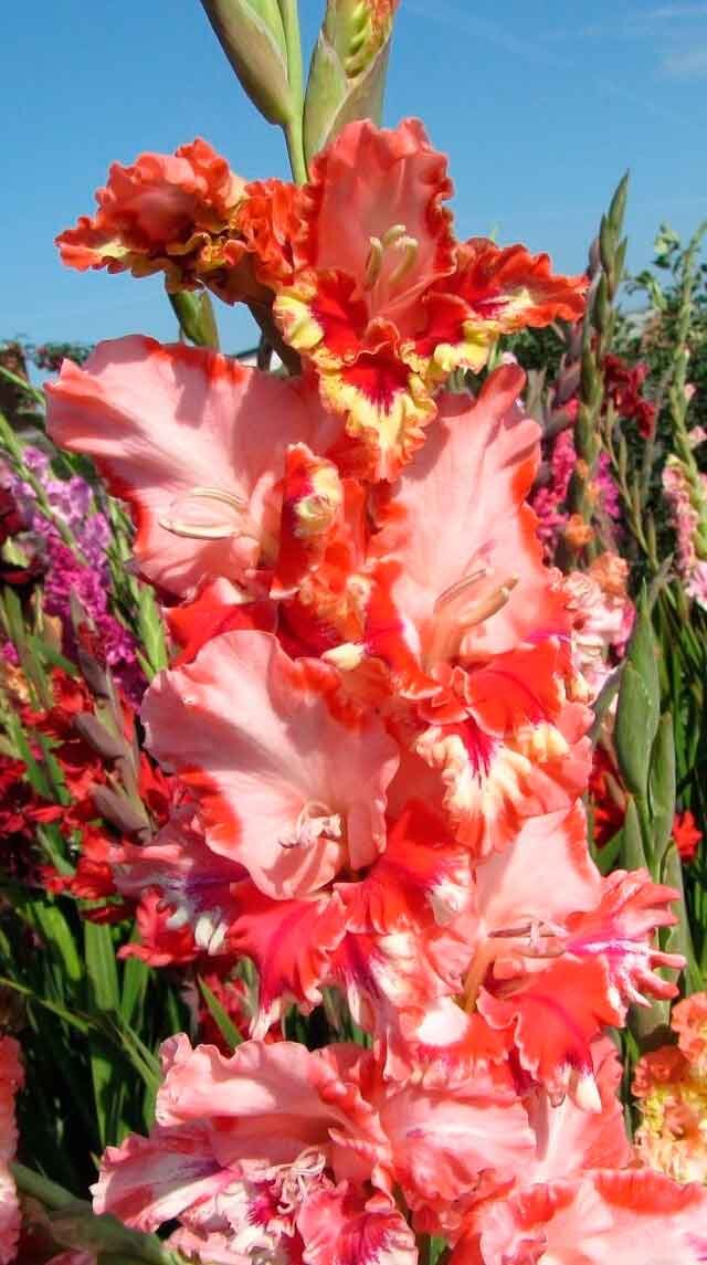 В переводе с латыни gladiolus означает "маленький меч"