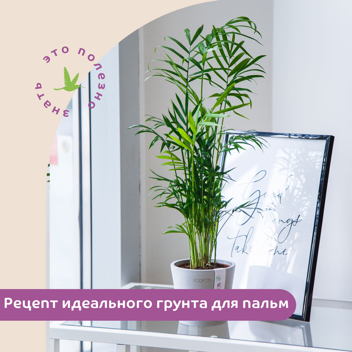 Делимся рецептом идеального грунта для пальм!🌴 | Tropic House | Дзен