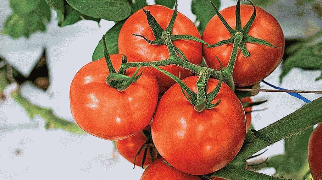 Шпаргалка 11. Какие бывают томаты: классификация видов, групп. | Шпаргалки  для всех | Дзен