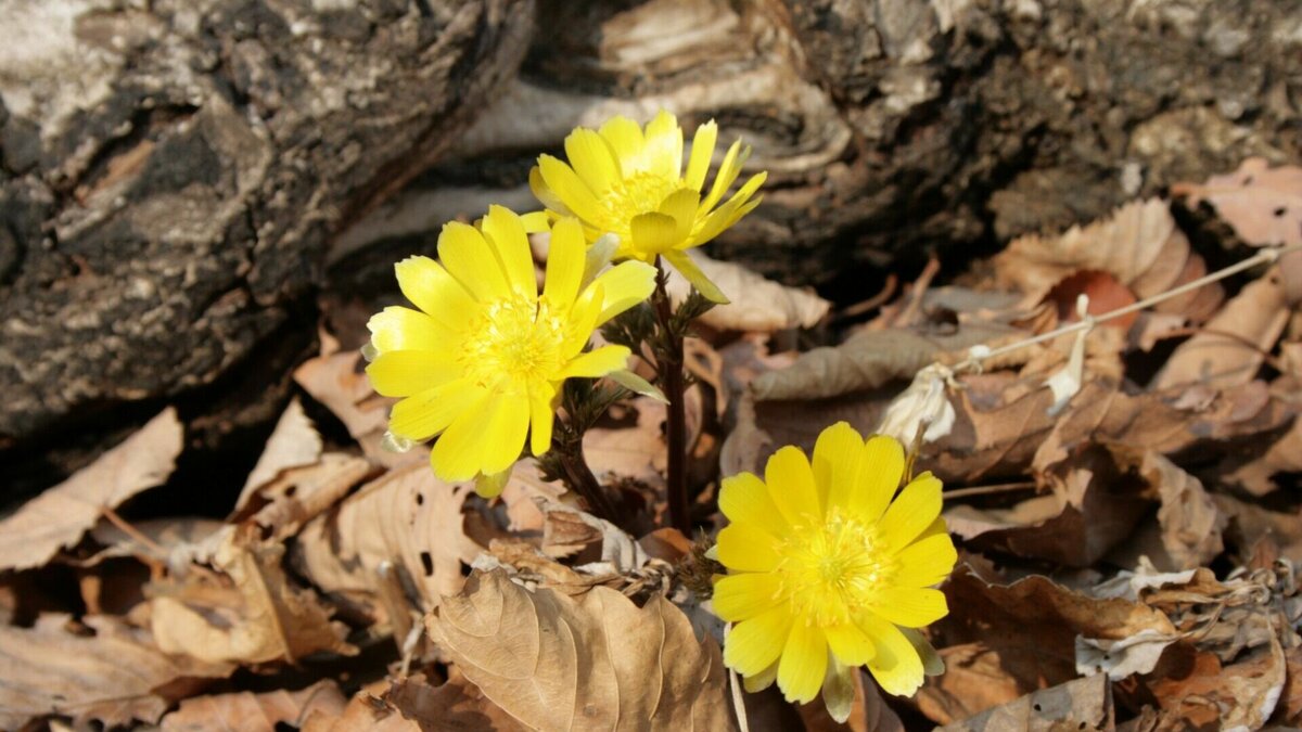     Первые цветы появились в лесу, там им место. Между тем, на улицах городов и других населенных пунктов региона весной начинает процветать торговля первоцветами, а затем и другими яркими душистыми цветами, которые охотно покупают горожане.