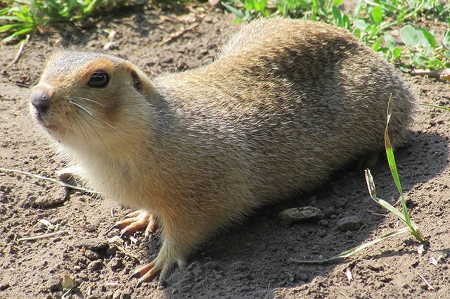    Нам предложили заполнить анкету о местах обитания сусликов, зачем?