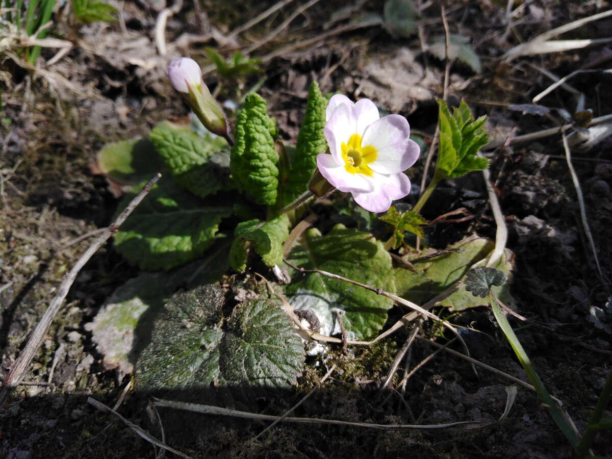 Примула с розовыми лепестками и желтым глазком - находка этой весны :)